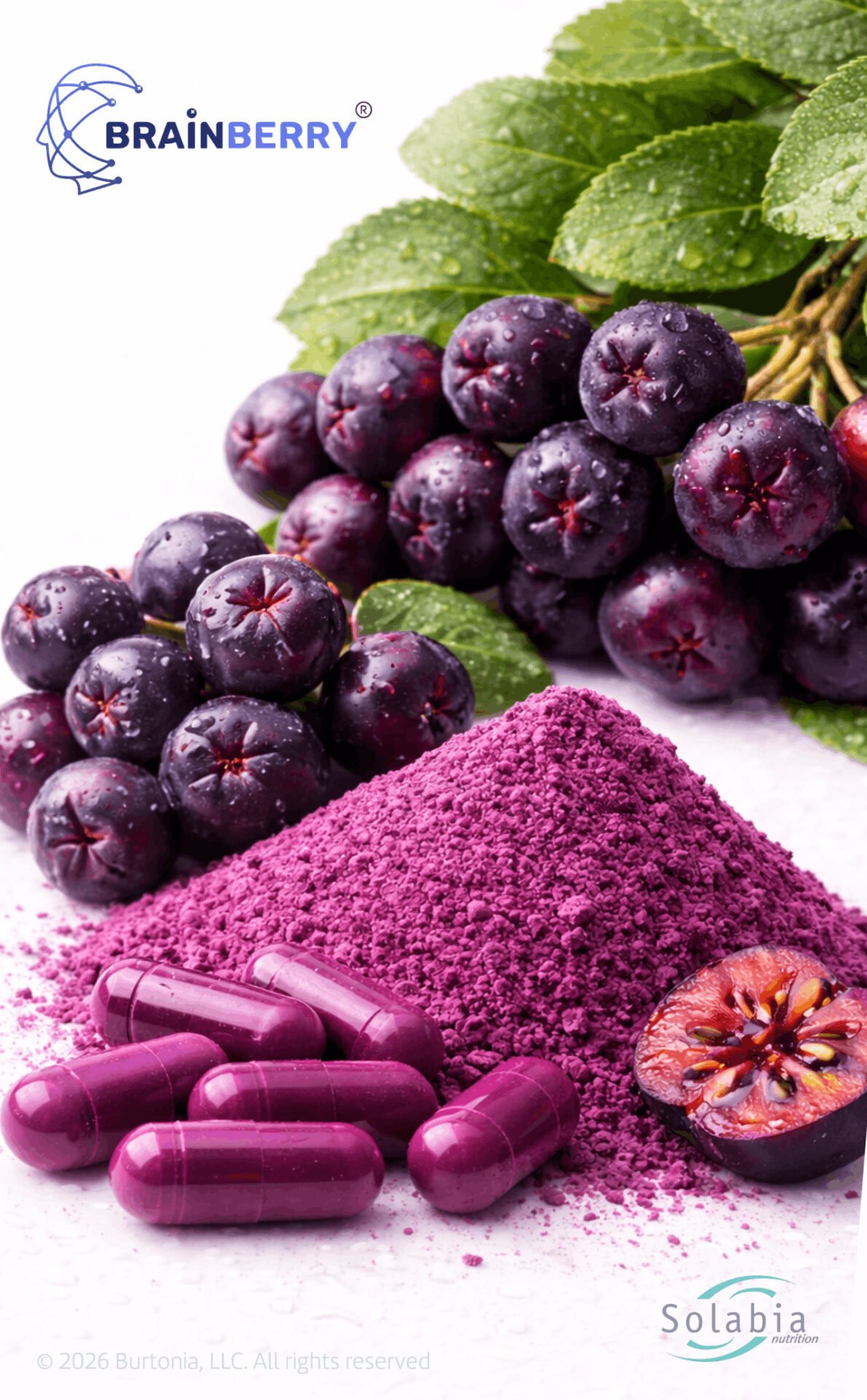 Brainberry® By Solabia Nutrition