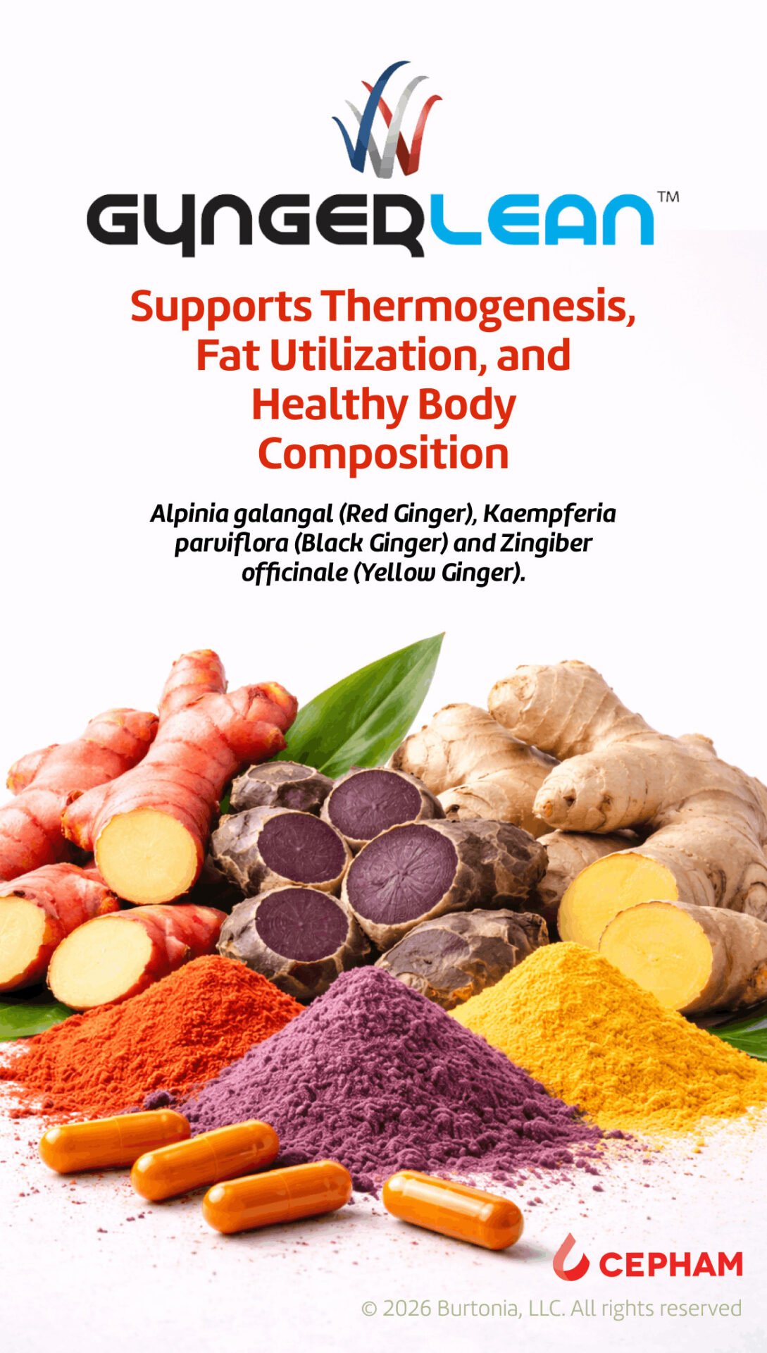 Gyngerlean™ By Cepham